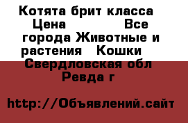 Котята брит класса › Цена ­ 20 000 - Все города Животные и растения » Кошки   . Свердловская обл.,Ревда г.